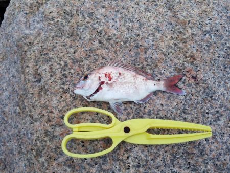 ボチボチな釣果