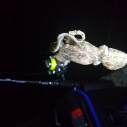 アジング&清掃活動