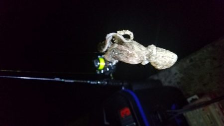 アジング&清掃活動