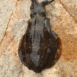 男鹿島エギング(2018-7)