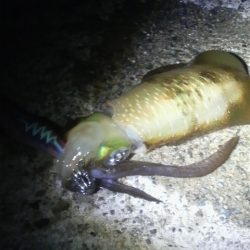 八つ・九つ・十 つ抜けできました。