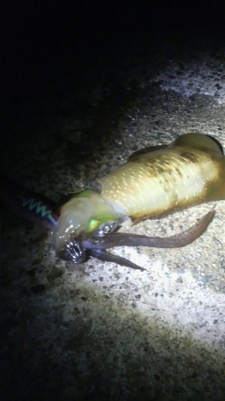 八つ・九つ・十 つ抜けできました。