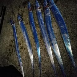 ハマチ、サゴシ、太刀魚