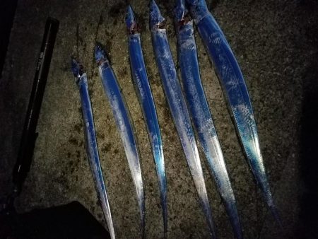 ハマチ、サゴシ、太刀魚