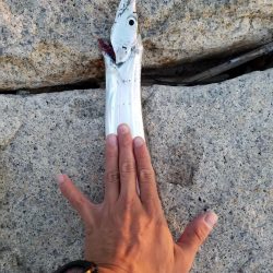 ボチボチな釣果