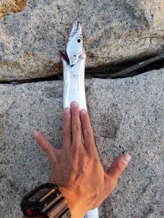 ボチボチな釣果