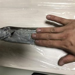 雨の中の太刀魚