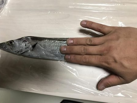 雨の中の太刀魚