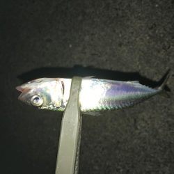 サバ、アジング