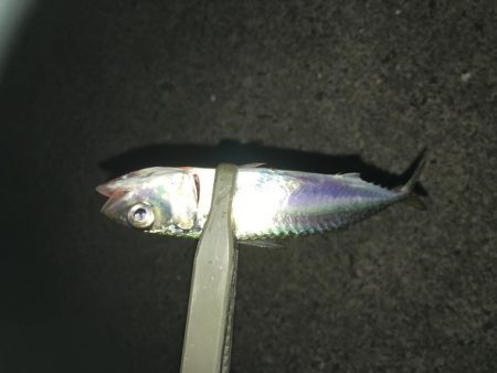 サバ、アジング