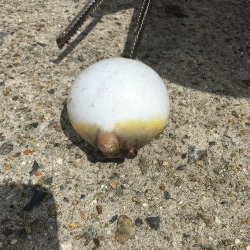 新舞子マリンパーク復活