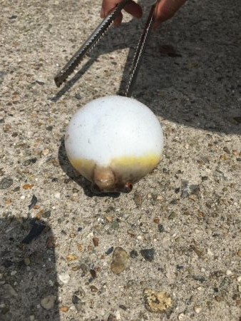 新舞子マリンパーク復活