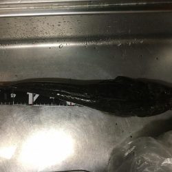 河川のマゴチ激アツ!