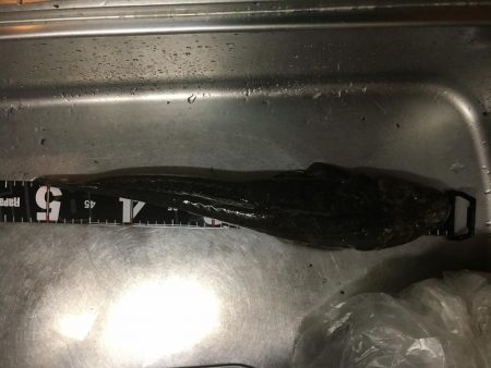 河川のマゴチ激アツ!