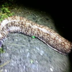 太刀魚大当たり