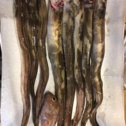 アナゴの数釣り