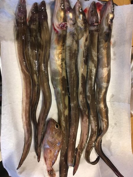 アナゴの数釣り