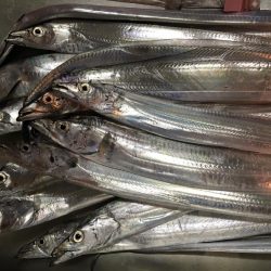 サゴシいました