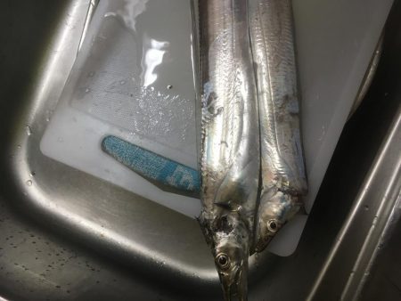 夕方小松島南防で太刀魚