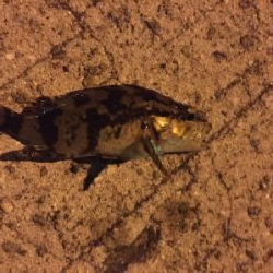 台風前のあじさがしー