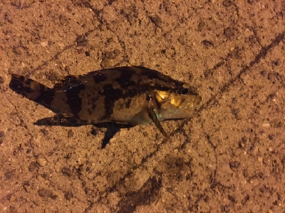 台風前のあじさがしー