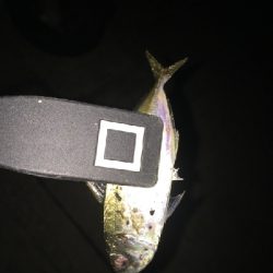 アジをさがしに