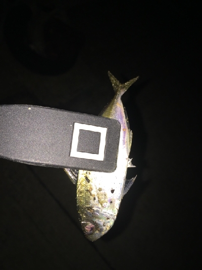 アジをさがしに