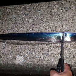 今年はタチウオ良さそう