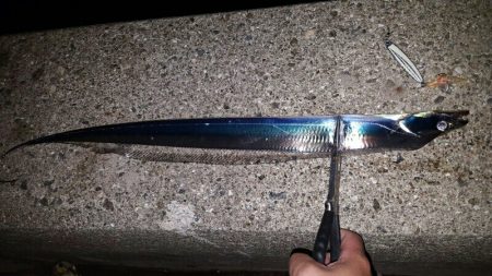 今年はタチウオ良さそう