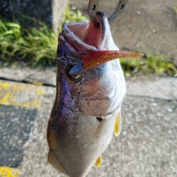 ニベをワーム釣り