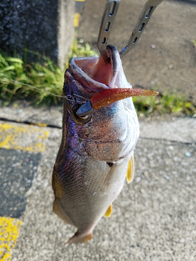 ニベをワーム釣り