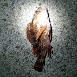 太刀魚釣り　～予想以上に小さいの多い～