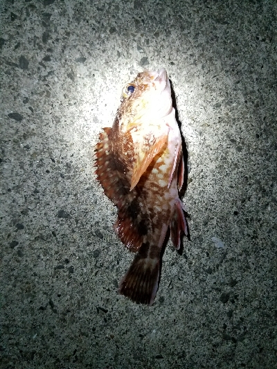 太刀魚釣り　～予想以上に小さいの多い～