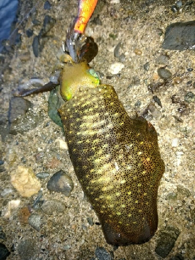 幸先のいいスタート