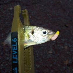 台風後のポイント調査