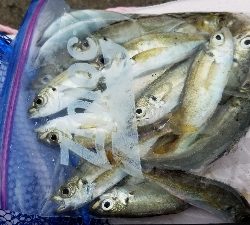 太刀魚　ウキ釣り　