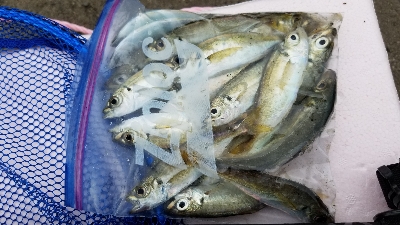 太刀魚　ウキ釣り　