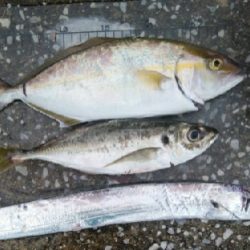 雨の中まずまずの釣果