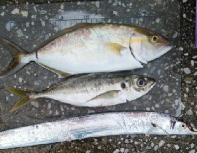 雨の中まずまずの釣果