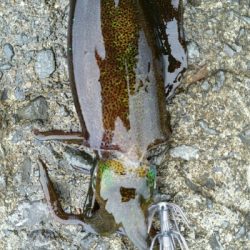 ナイスサイズ❕アオリ