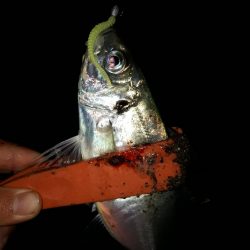 アジングいい感じ