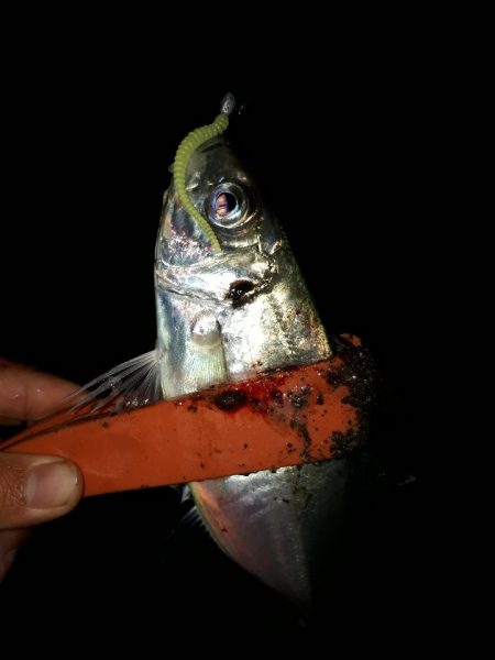 アジングいい感じ