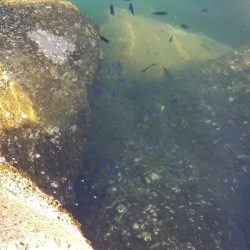 アラカブ[カサゴ]