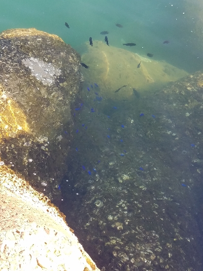 アラカブ[カサゴ]