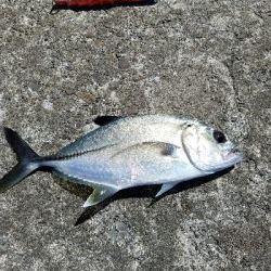 エバことギンガメアジ