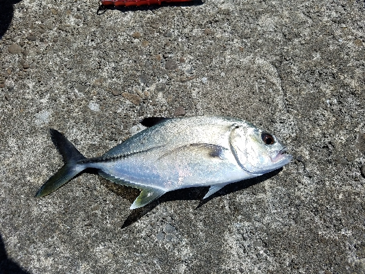 エバことギンガメアジ