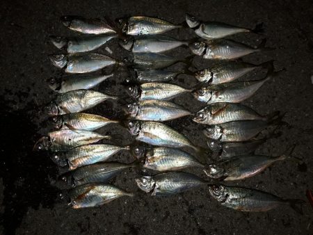 いい感じアジング