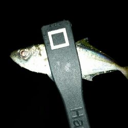 香住遠征アジング