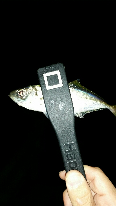 香住遠征アジング