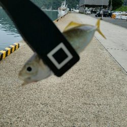 香住アジング遠征No2